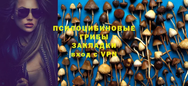 где найти наркотики  Корсаков  Псилоцибиновые грибы Psilocybe 